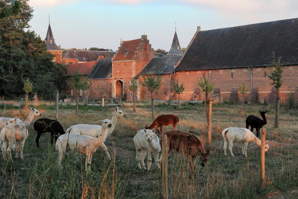 شقة Kasteel Nieuwenhoven سينت تروادن المظهر الخارجي الصورة